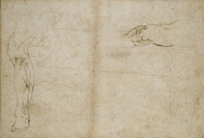 Study of a human leg, 16th century by Michelangelo Buonarroti